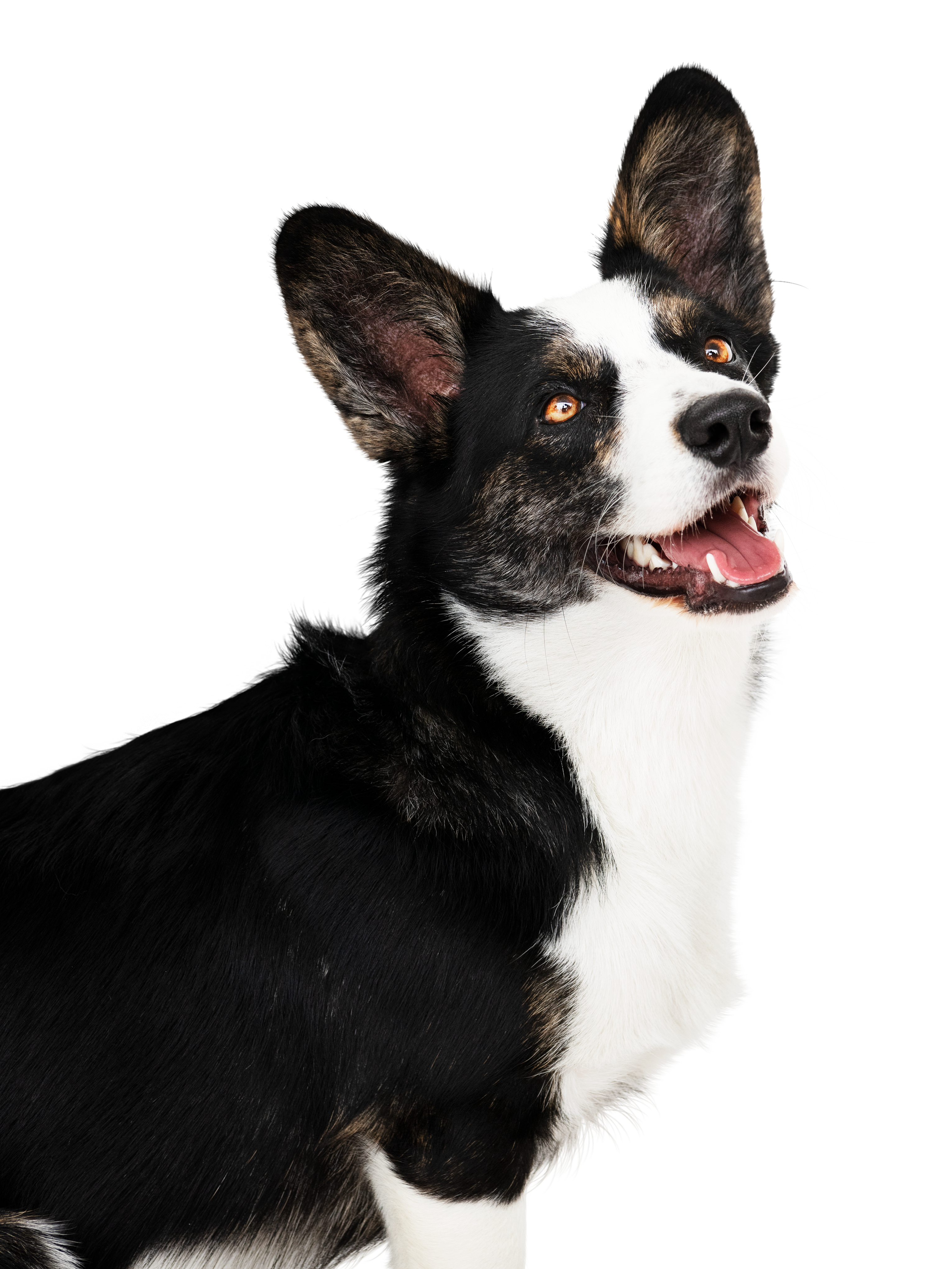 Perro FJ Mascotas Cerro Navia