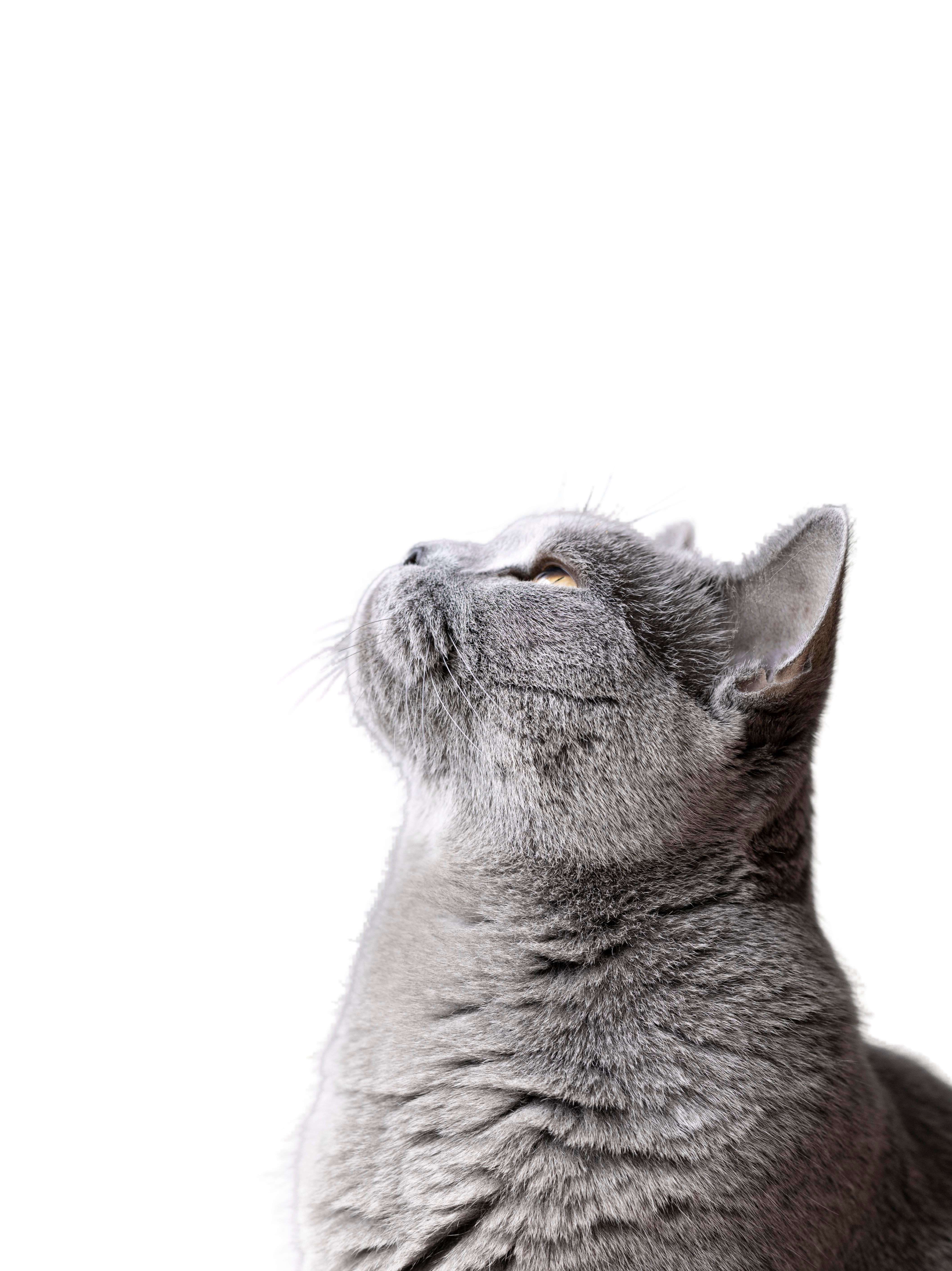 Gato FJ Mascotas Cerro Navia