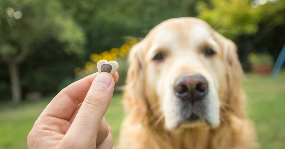 Snacks premios mascotas Cerro Navia