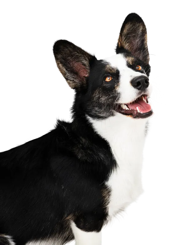 Perro FJ Mascotas Cerro Navia